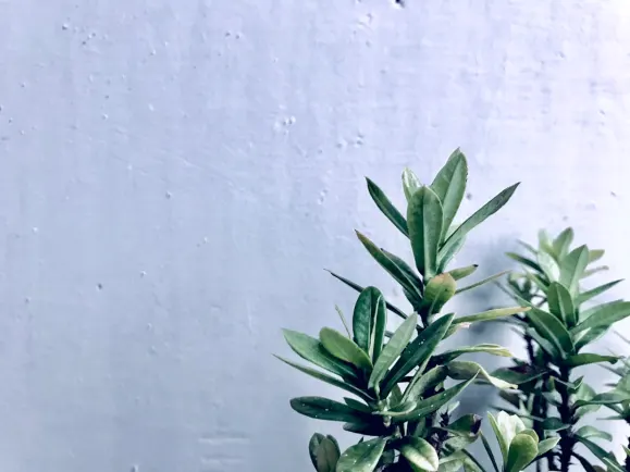 HippoZino Casino Soporte